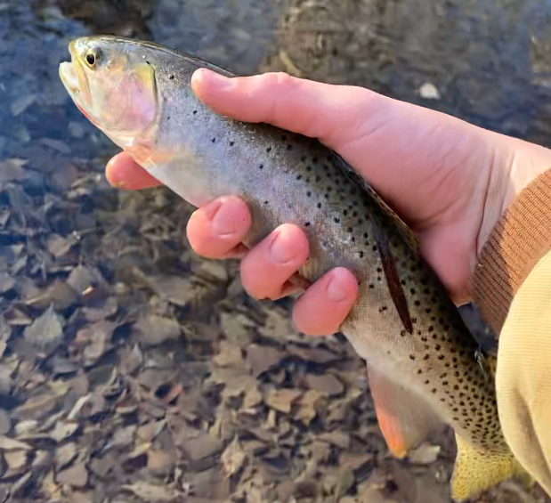 Catching and releasing a trout caught at Sugarhouse Park.